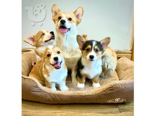 Κουτάβια Pembroke Ουαλίας Corgi